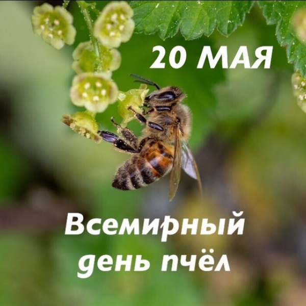 Всемирный день пчёл